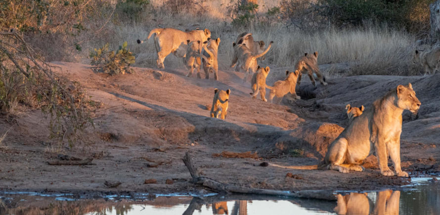 Löwenfamilie mit 10 Jungen im Umlani Game Reserve