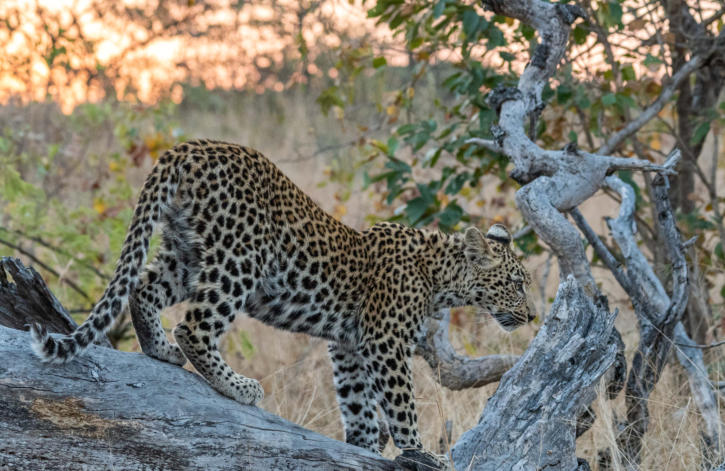 Leopard klettert auf Baumstamm