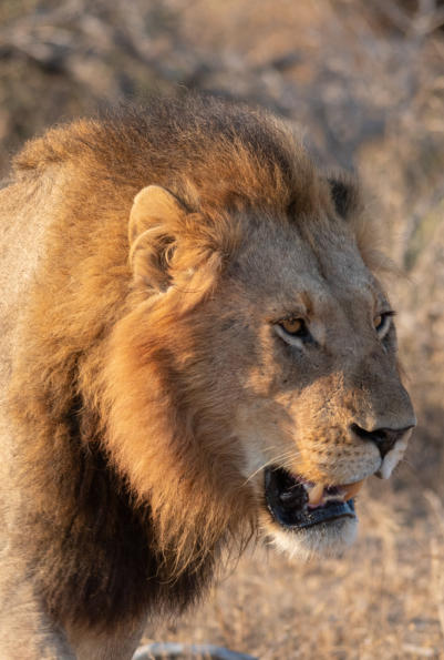 Löwe im südlichen Kruger Nationalpark
