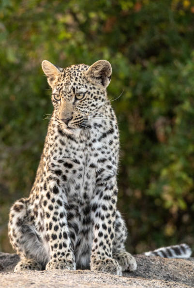 Leopard wartet am Felsen auf seine Mutter