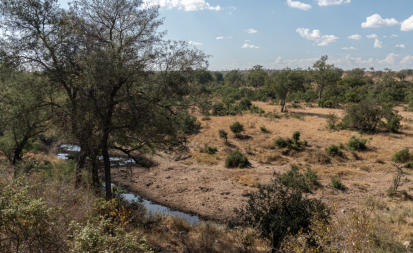 Gegend um Crocodile River - Kruger Nationalpark