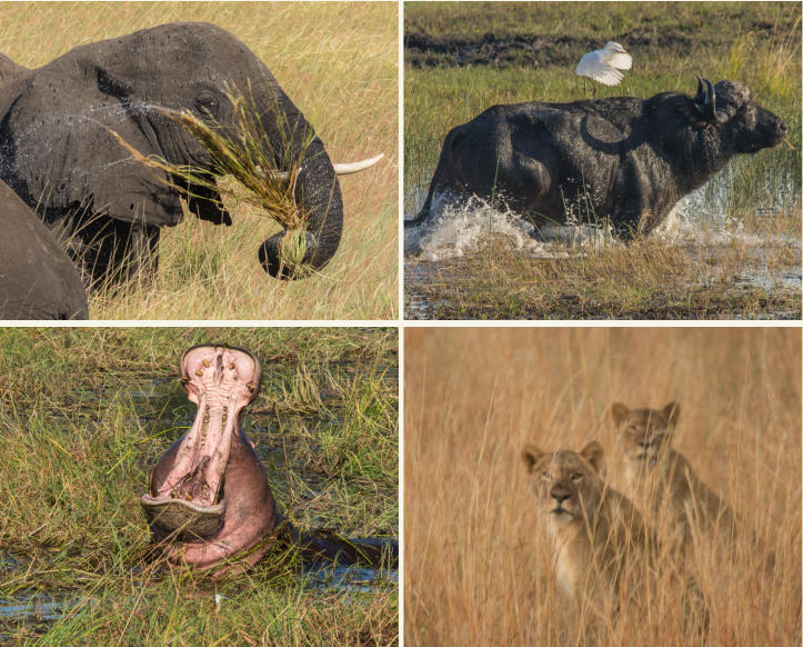 Tiere im Chobe Nationalpark