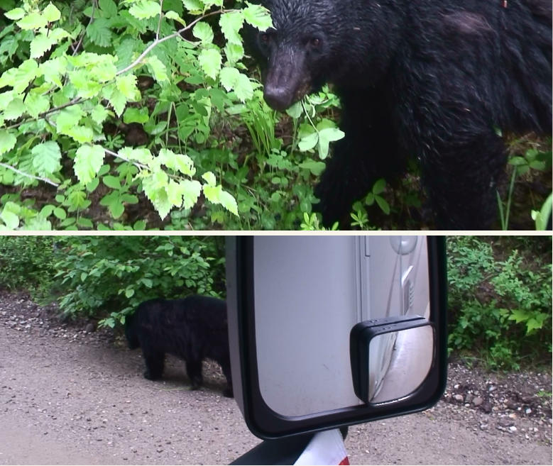 Schwarzbär am Straßenrand