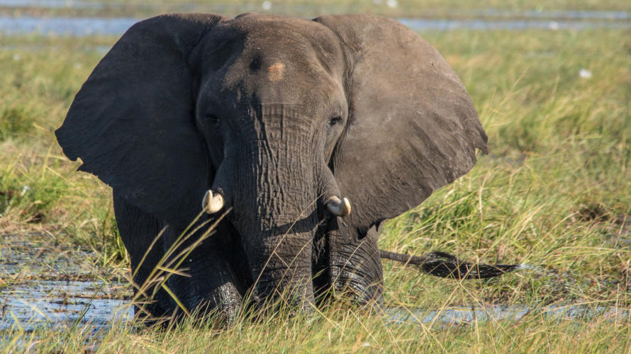 Chobe Nationalpark