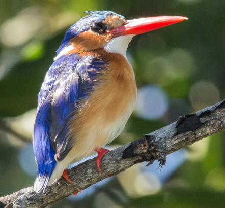Okavango Delta - Haubenzwergfischer