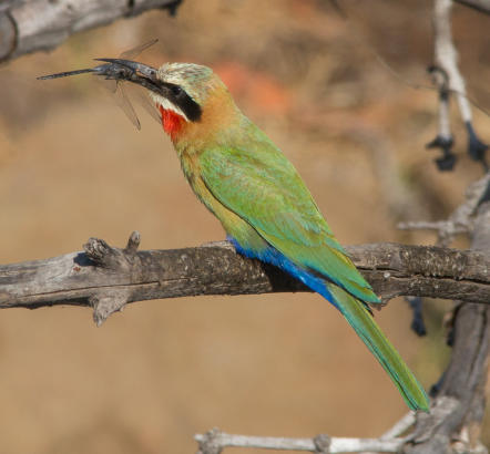 Chobe Nationalpark - Weißstirnspint