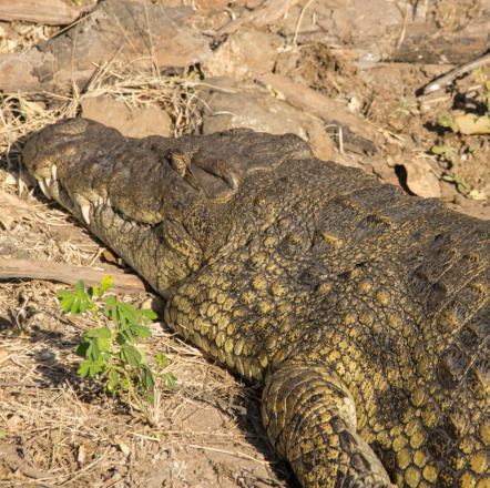 Chobe Nationalpark - Nilkrokodil