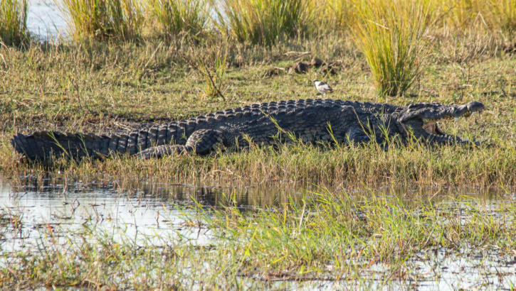 Chobe Nationalpark - Nilkrokodil