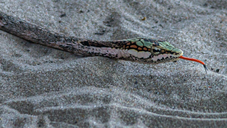 Okavango Delta - Vinesnake oder Birdsnake