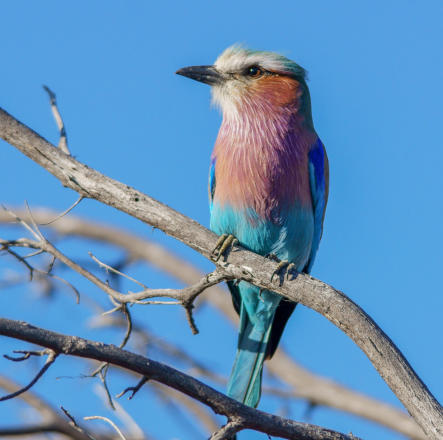 Okavango Delta - Gabelracke