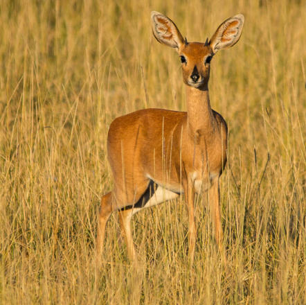 Okavango Delta - Steinböckchen