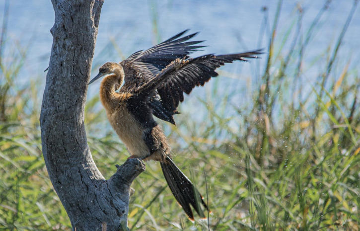 Okavango Delta - Schlangenhalsvogel