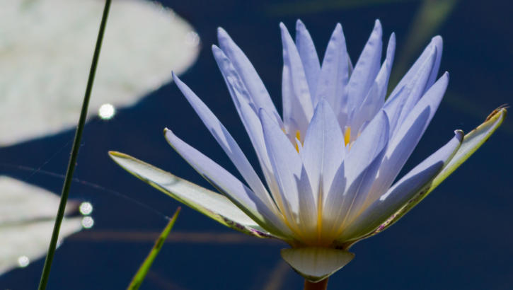 Okavango Delta