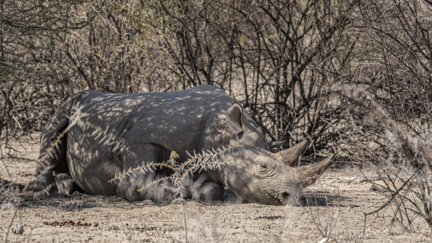 Etosha Nationalpark