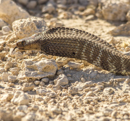 Etosha Nationalpark - Speikobra