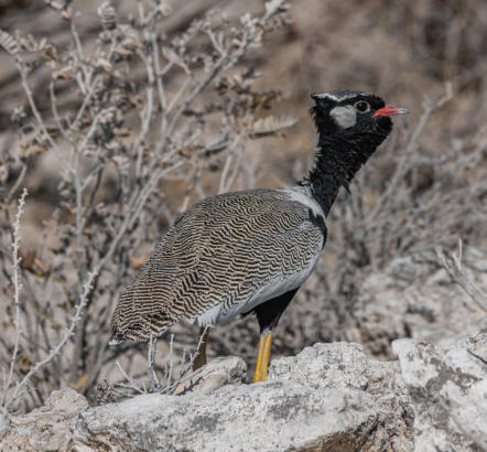 Etosha Nationalpark - Gackeltrappe