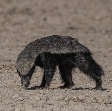 Etosha Nationalpark - Honigdachs