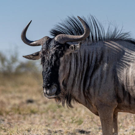 Etosha Nationalpark - Streifengnu