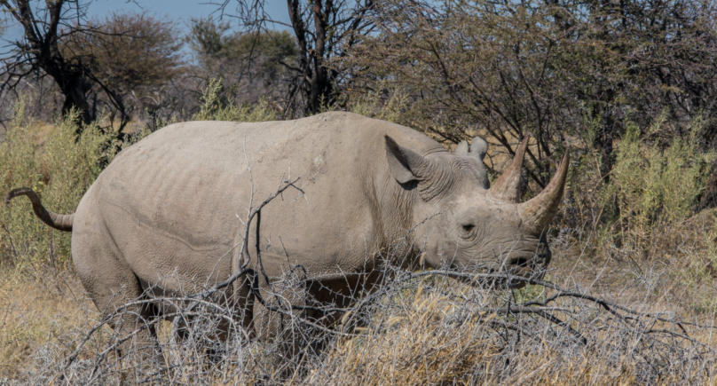 Etosha Nationalpark