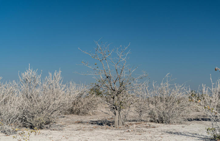 Etosha Nationalpark