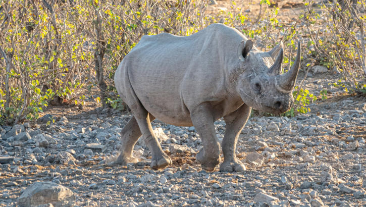 Etosha Nationalpark