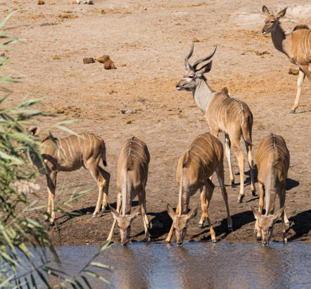 Etosha Nationalpark - Kuduherde