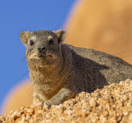 Klippschiefer in der Nähe der Spitzkoppe