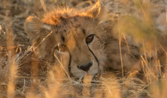 Okonjima - Baby-Gepard