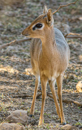 Etosha Nationalpark - Dikdik