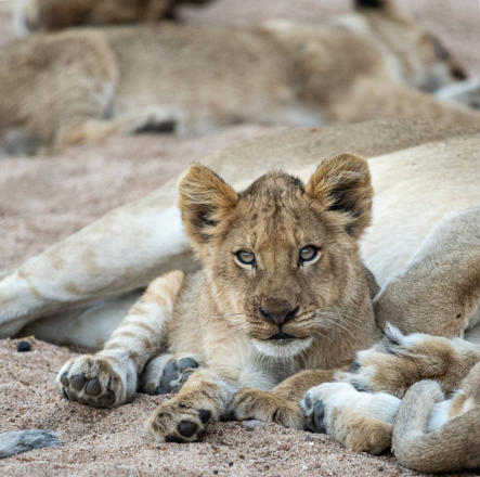 Timbavati - Löwenbaby