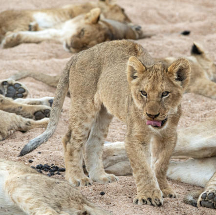 Timbavati - Löwenbaby