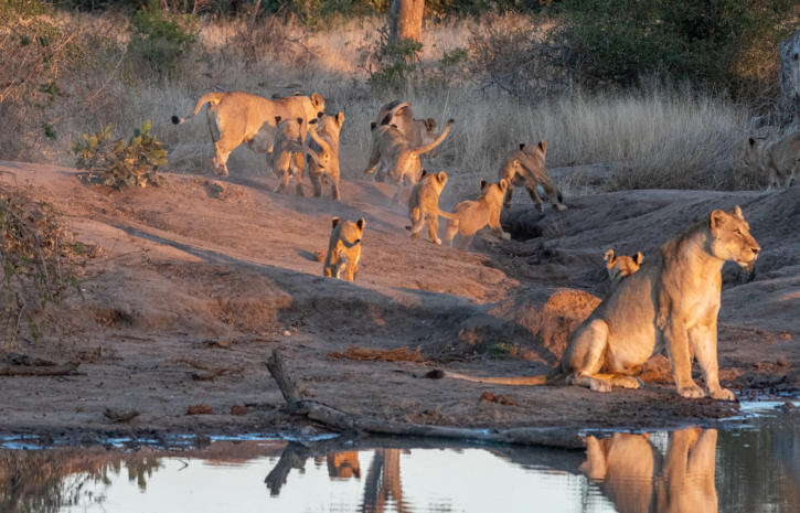 Timbavati - Löwenbabys folgen der Mutter