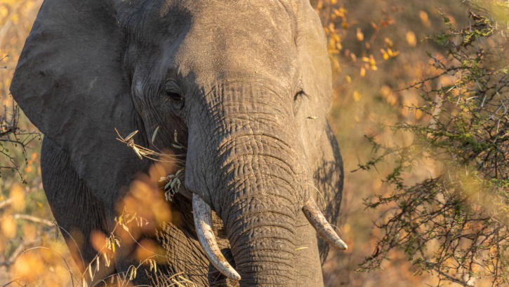 Outer Kruger - Timbavati