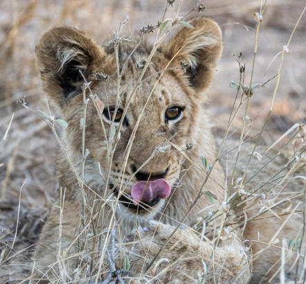 Timbavati - Löwenjunges