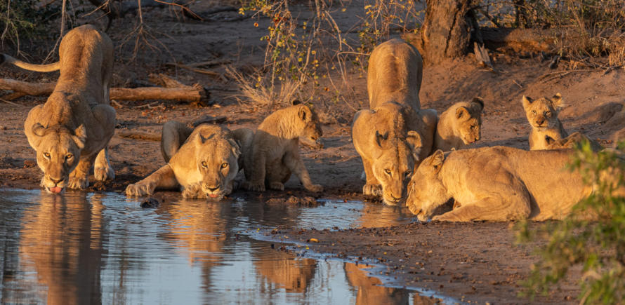 Timbavati - Löwenrudel bei Sonnenaufgang