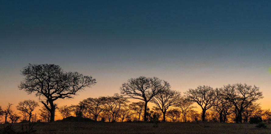 Abendstimmung in Sabi Sands
