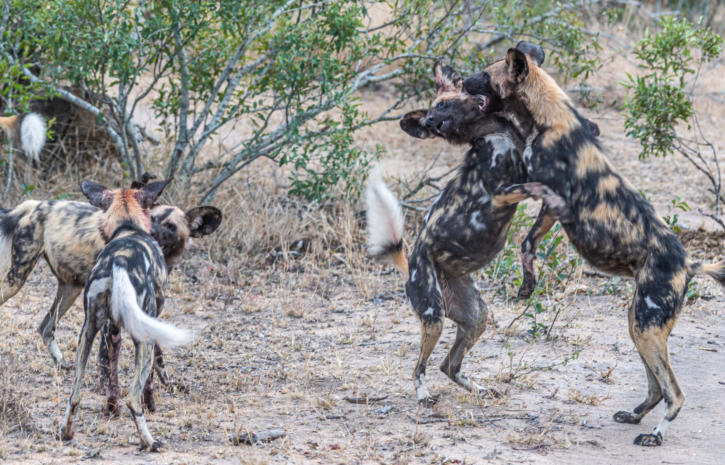 Sabi Sands - Wildhunde beim Spielen