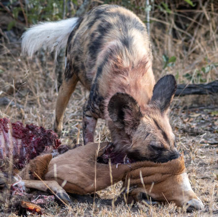 Sabi Sands - Wildhund frisst Springbock