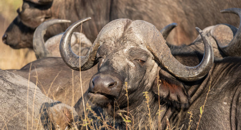 Sabi Sands - Büffel