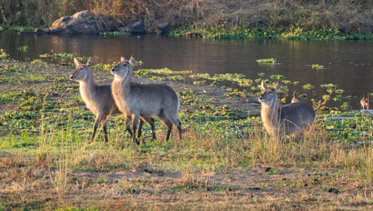 Wasserböcke queren Crocodile River im südlicher Kruger Nationalpark