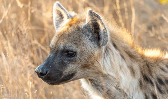 Sabi Sands - Hyäne folgt Leoparden