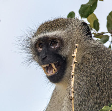 Idube Game Reserve - Meerkatze warnt vor Leoparden