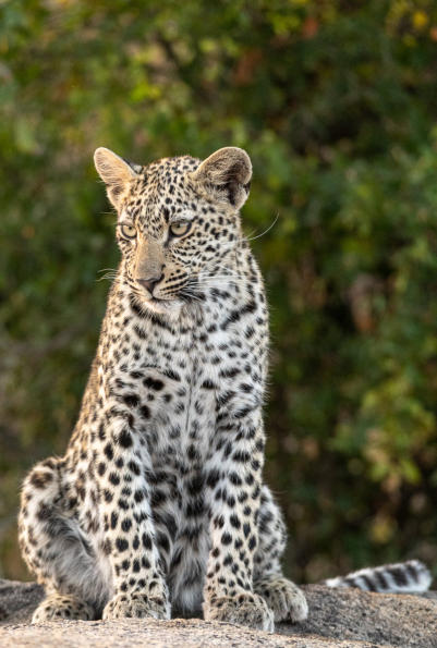 Sabi Sands - Leopardenjunges