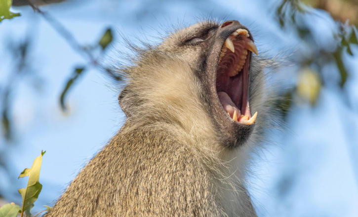 Sabi Sands - Meerkatze warnt vor Leoparden