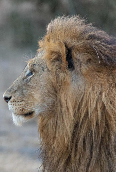 Sabi Sands - Löwe mit prächtiger Mähne