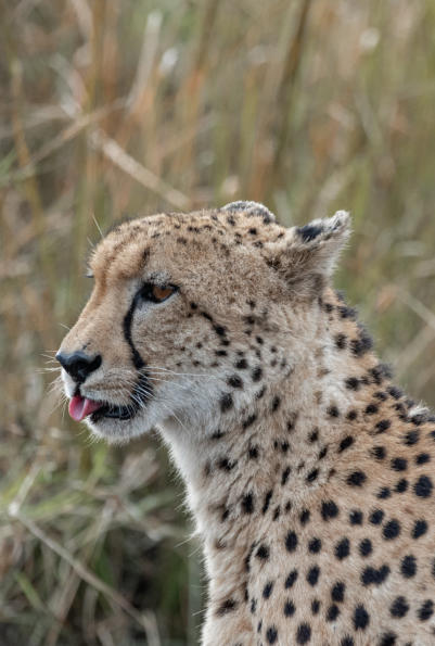Gepard - zählt mit dem Wildhund und den Big 5 zu den Magnificent 7