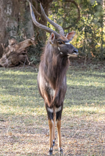 männliches Nyala