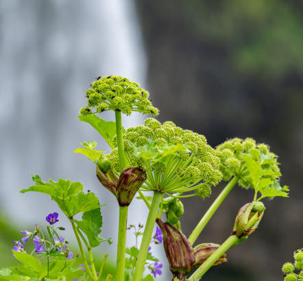 Seljalandsfoss
