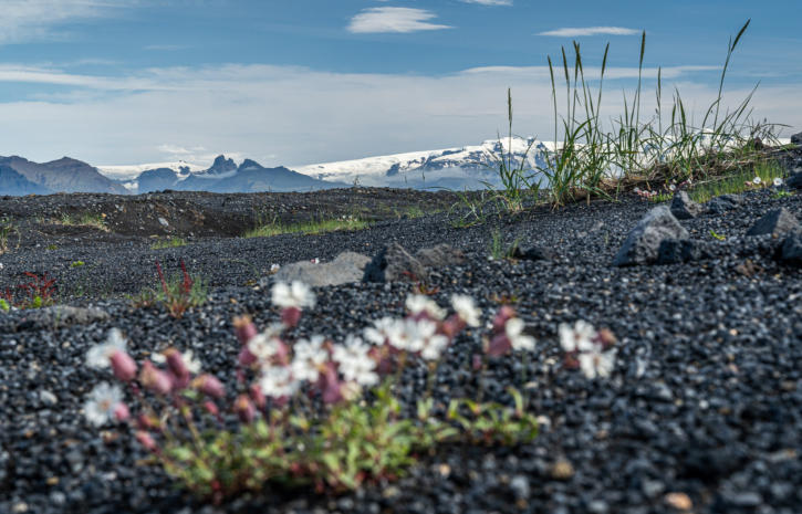 Lavafeld vor Gletscher