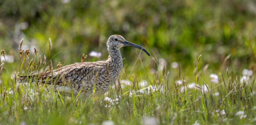 Regenbrachvogel